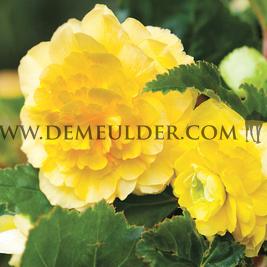 Begonia Double Yellow 6/7 (x 250)