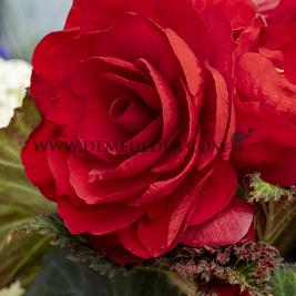 Begonia Red (Scarlet) (x 250)