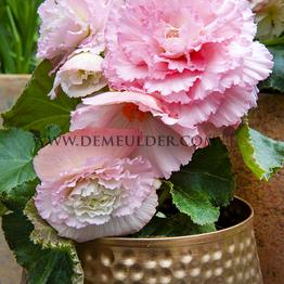 Begonia Fimbriata Pink 6/7 (x 250)