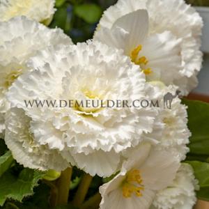 Begonia Fimbriata White 6/7 (x 250)