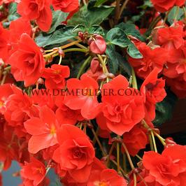 Begonia Pendula Red 5/6 (x 250)