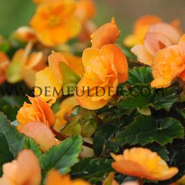 Begonia Pendula Orange 5/6 (x 250)