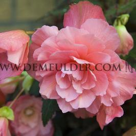 Begonia Pendula Pink 5/6 (x 250)