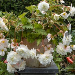 Begonia Pendula White 5/6 (x 250)