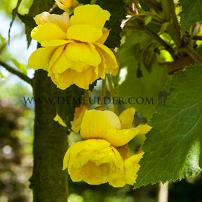 Begonia Pendula Yellow 5/6 (x 250)