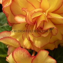 Begonia Picotee Yellow-Red (x 250)