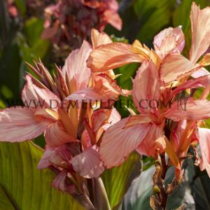 Canna Champion, brown leaves (x 10)