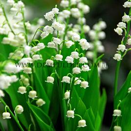Convallaria Bloeikiemen (x 100)