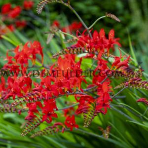 Crocosmia Lucifer (x 250)