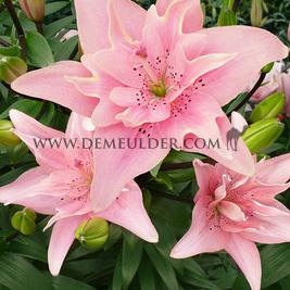 Lilium Elodie (x 200)