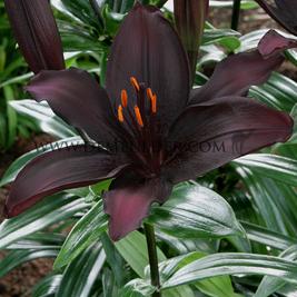 Lilium Mapira (x 200)