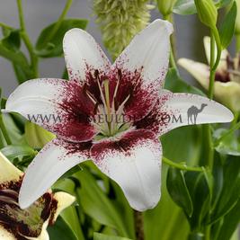 Lilium Tribal Kiss (x 200)