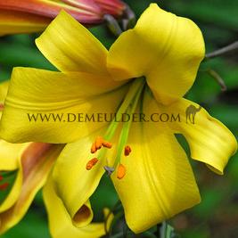 Lilium Golden Splendour (x 125)