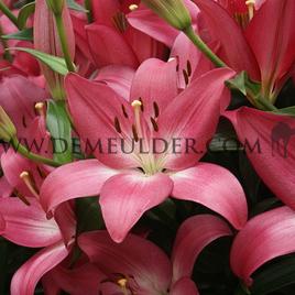 Lilium Arbatax (x 150)