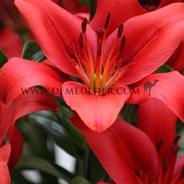 Lilium Colares (x 150)