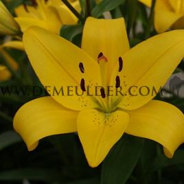 Lilium El Divo (x 150)