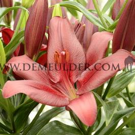 Lilium Forza Red (x 150)