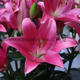 Lilium Indian Summerset (x 150)