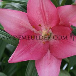 Lilium Lively (x 125)
