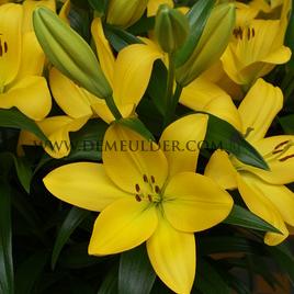 Lilium Nashville (x 150)