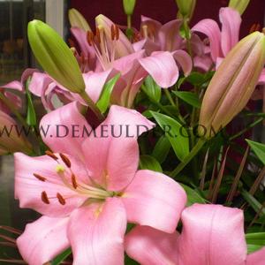 Lilium Paciano (x 150)