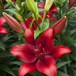 Lilium Pokerface (x 150)