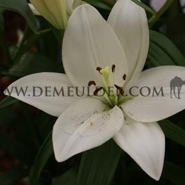 Lilium Scansano (x 150)