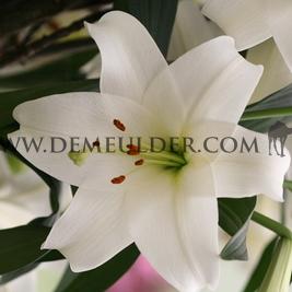 Lilium Fredo (x 125)
