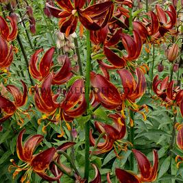 Lilium Martagon Red (Arabian Night) (x 200)