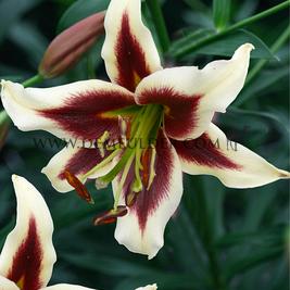 Lilium Beverly Dreams (x 200)