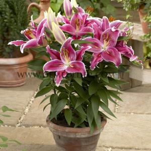 Lilium After Eight (x 300)