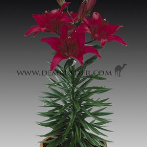 Lilium Tiny Ghost (x 300)