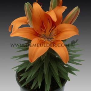 Lilium Tiny Invader (x 300)