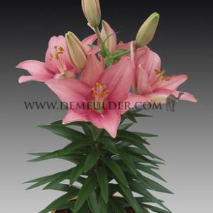 Lilium Tiny Pearl (x 300)