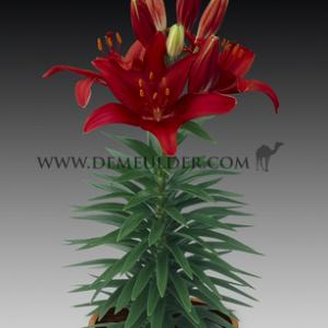 Lilium Tiny Rocket (x 300)