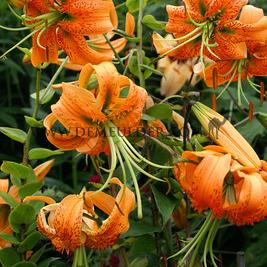 Lilium Henryi (x 125)