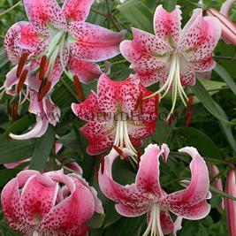 Lilium Speciosum Var Rubrum Uchida (x 125)