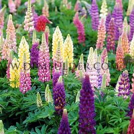 Lupine Hybride Mixed (x 250)