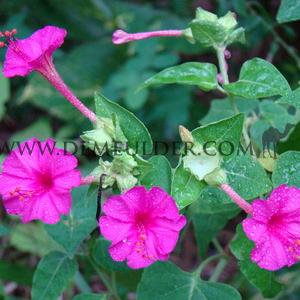 Mirabilis Jalapa (x 250)