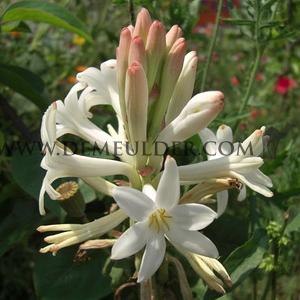 Polianthes Tuberosa The Pearl (x 250)