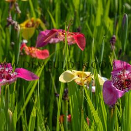 Tigridia Mixed (x 250)