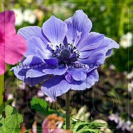 Anemone Lord Lieutenant 7/8 (x 250)