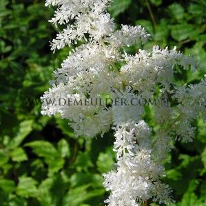 Astilbe Brautschleier (x 25)