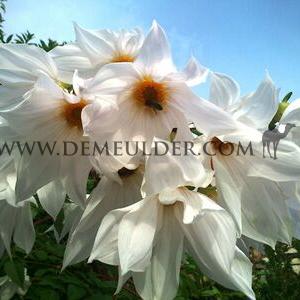 Dahlia Imperialis Wit (x 35)