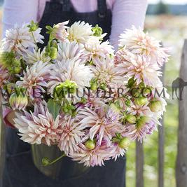 Dahlia Café De Paris (x 35)