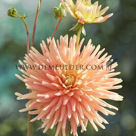 Dahlia P.G. Wodehouse (x 35)