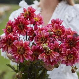 Dahlia Princess Nadine (x 35)