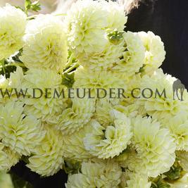 Dahlia Banana Baby (x 35)