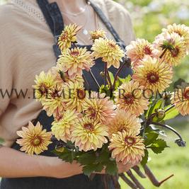 Dahlia Dear Alexander (x 35)