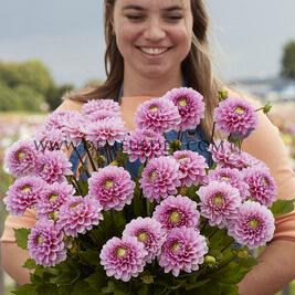 Dahlia Veerle (x 35)